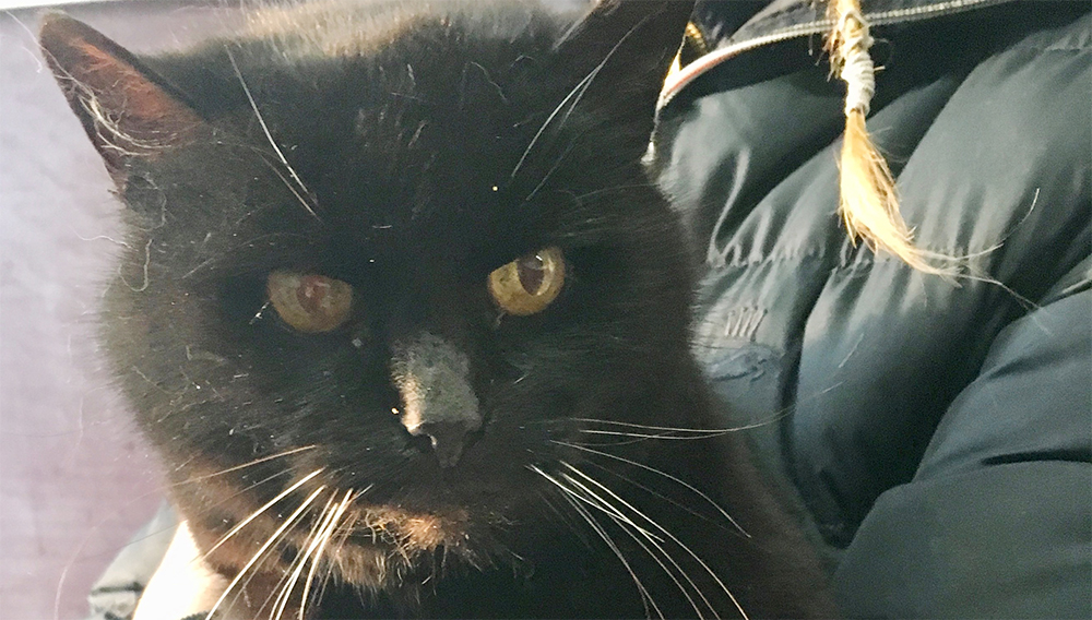 Snabbverkande rodenticider farliga för katter och hundar