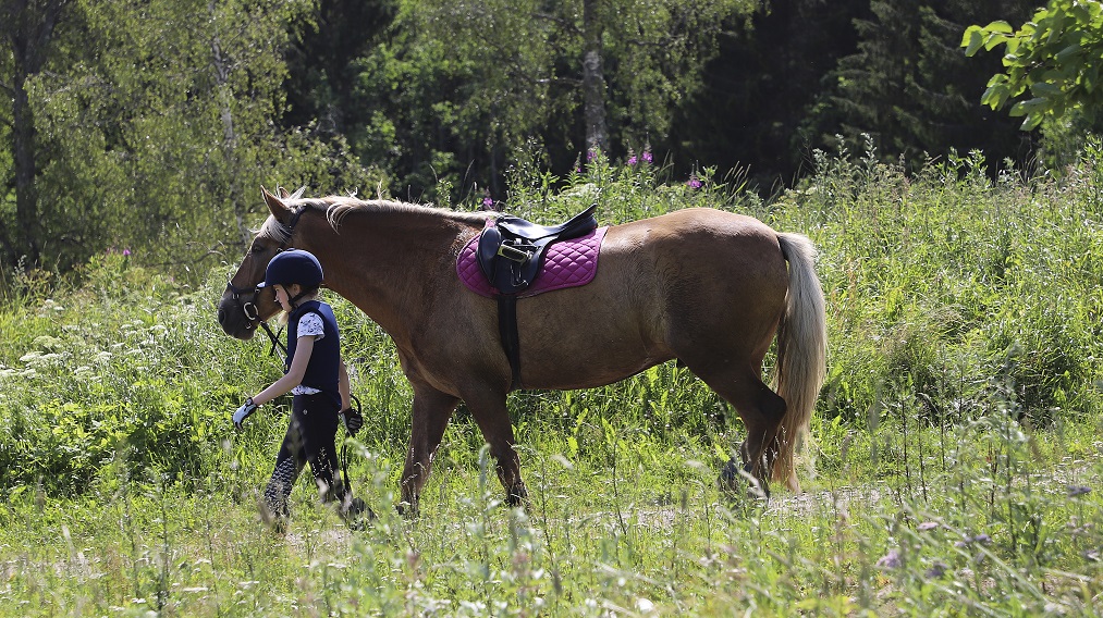 hevonen ja iältään nuori ratsastaja niityllä