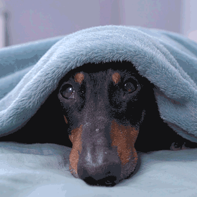  hunden är rädd under täcket.