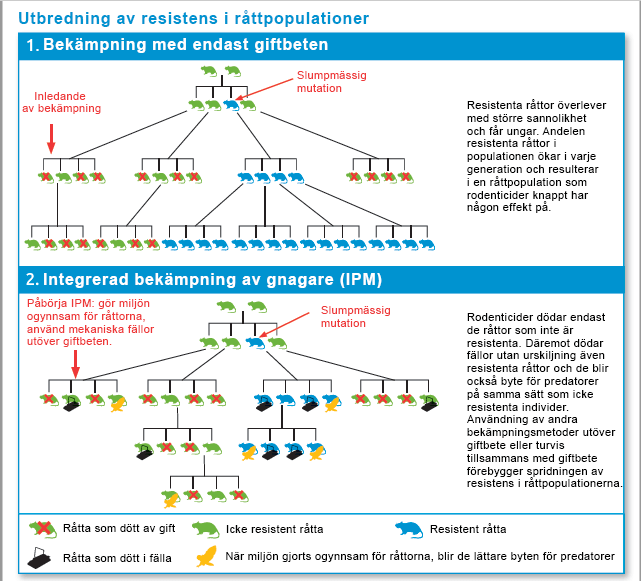 Andelen resistenta råttor ökar när endast rodenticider som innehåller antikoagulanter används vid bekämpningen.