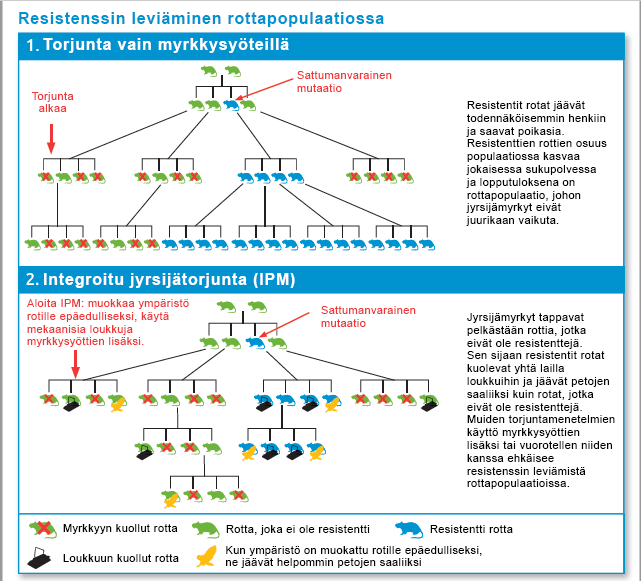 Kaavio resistenssin leviämisestä rottapopulaatiossa, kun torjutaan vain myrkkysyöteillä vs. integroidun jyrsijätorjunan keinoin.