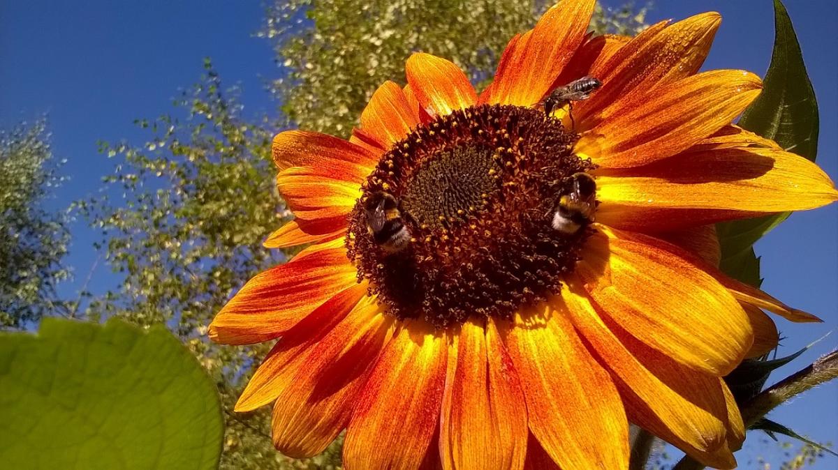 Auringonkukka, jossa mehiläisiä.